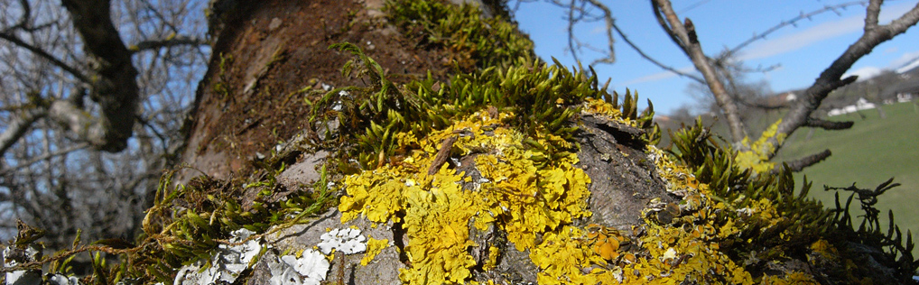 mousse et lichen
