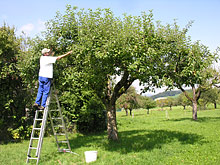 Cliquer pour agrandir