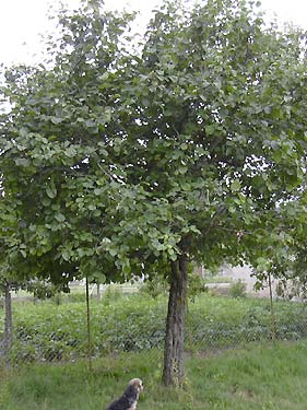 cliquez ici pour fermer la fenêtre